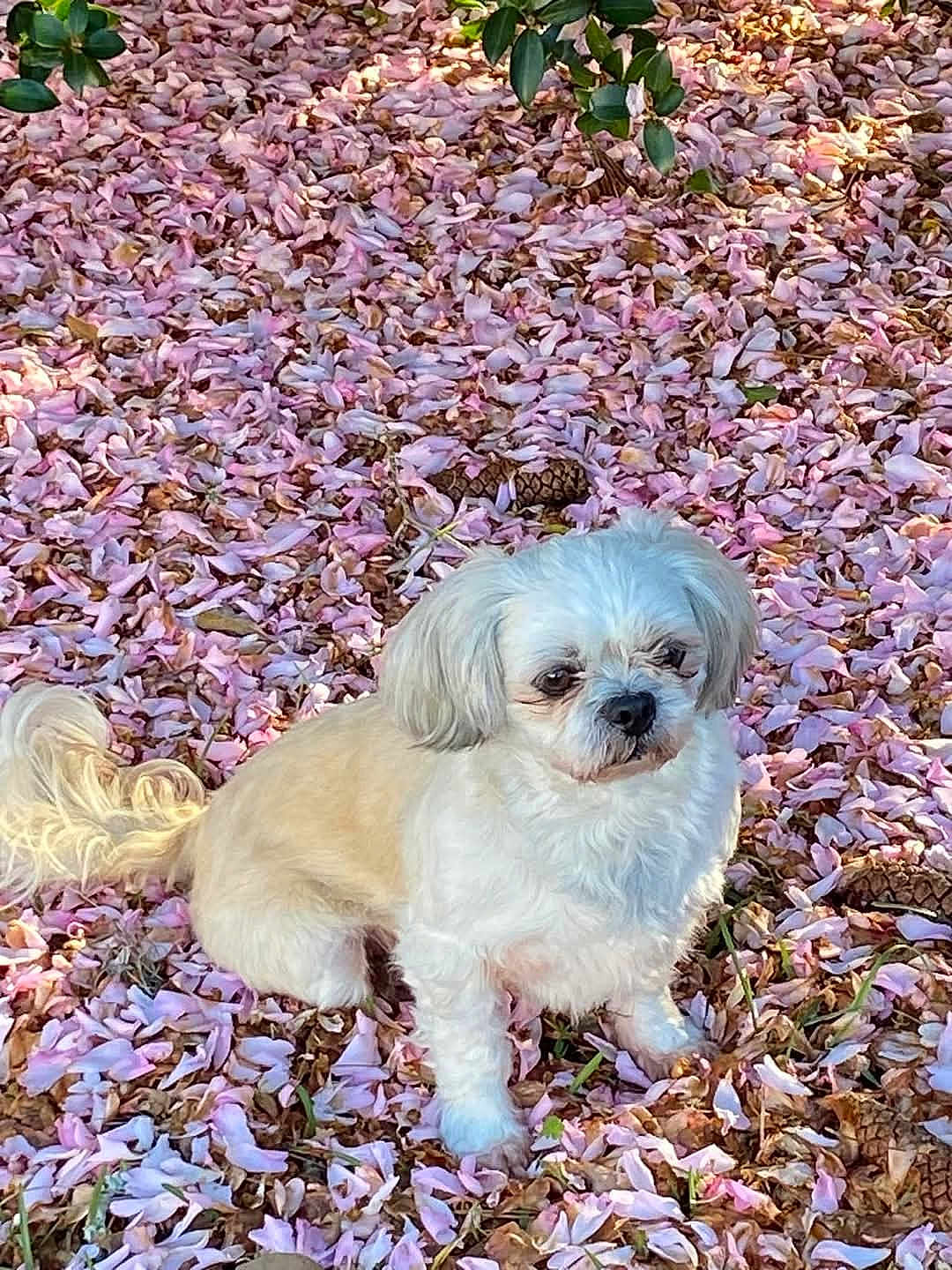 Miss Sophie