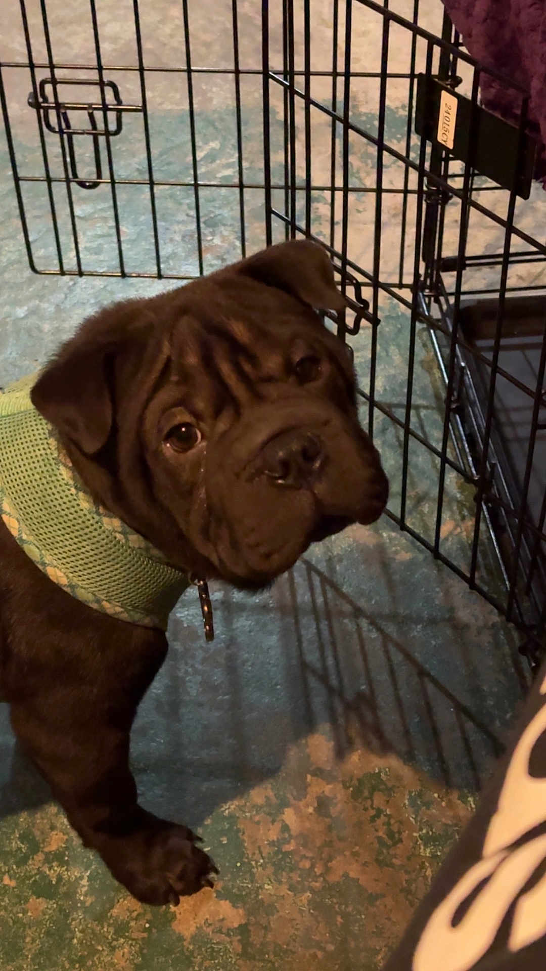 Meatball joined the competition — help win amazing prizes! puppy, dog, black_dog, pet, harness, crate, cage, floor, indoor, curious, looking_up, animal, young_dog, canine, shadow, metal_bars, collar, close_up, companion, cute