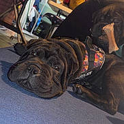 Sally joined the competition — help win amazing prizes! dog, indoor, black_dog, resting, bone, pet, animal, lying_down, canine, collar, harness, furniture, floor, cozy, domestic, companion, cute, relaxed, home, mammal