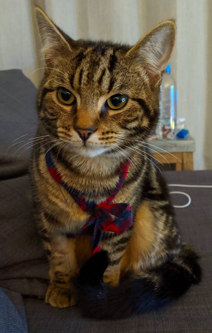 Eugene is registered to the contest to win money with this photo: american_shorthair, asian, california_spangled, carnivore, cat, domestic_short_haired_cat, dragon_li, egyptian_mau, european_shorthair, felidae, kitten, mammal, pixie_bob, savannah, small_to_medium_sized_cats, snout, tabby_cat, toyger, vertebrate, whiskers