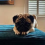 pug, puppy, dog, pet, indoor, velvet, teal, surface, window, shutters, face, wrinkles, cute, animal, fur, ears, nose, eyes, resting, home