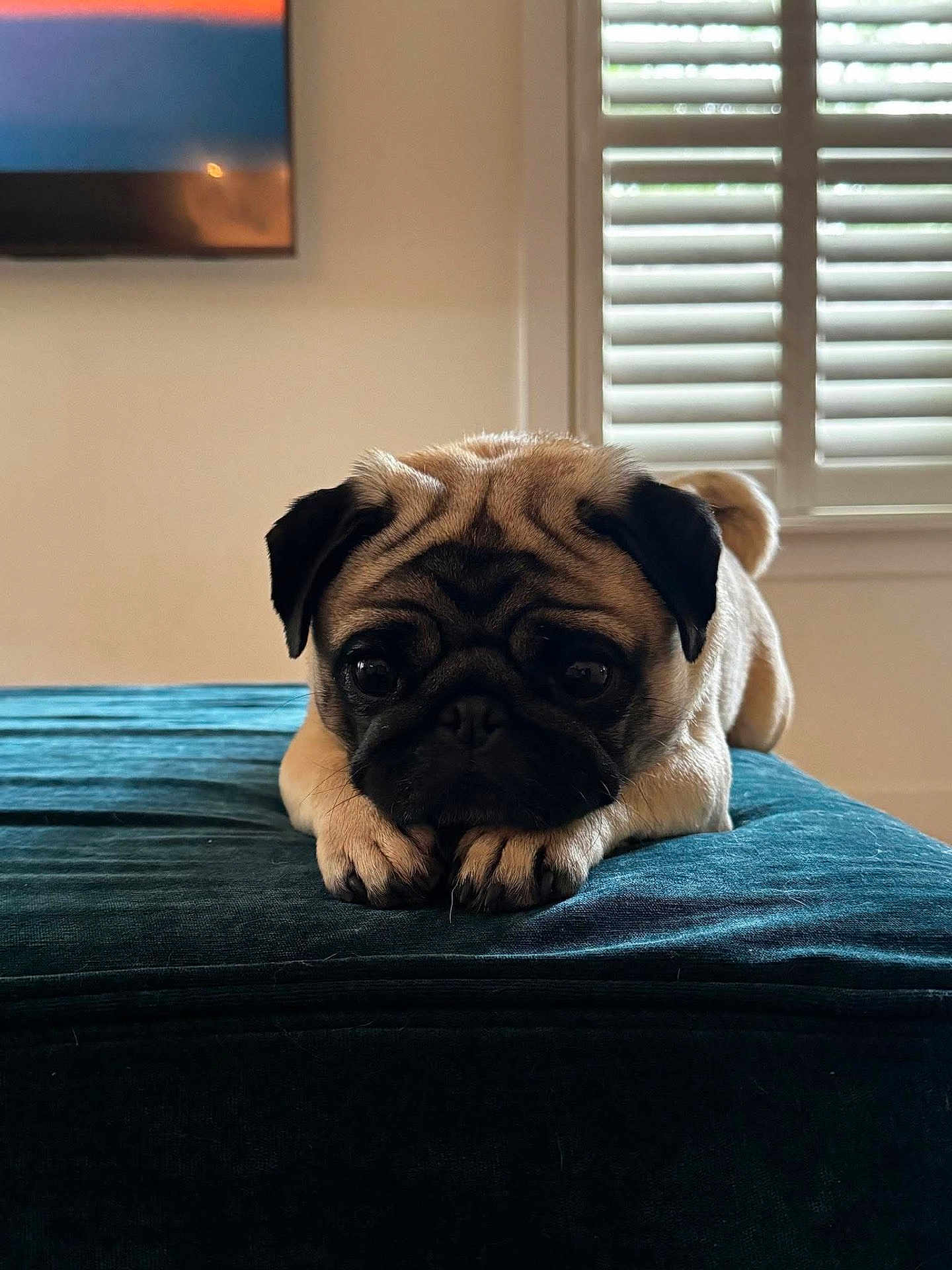 Bridget joined the competition — help win amazing prizes! pug, puppy, dog, pet, indoor, velvet, teal, surface, window, shutters, face, wrinkles, cute, animal, fur, ears, nose, eyes, resting, home