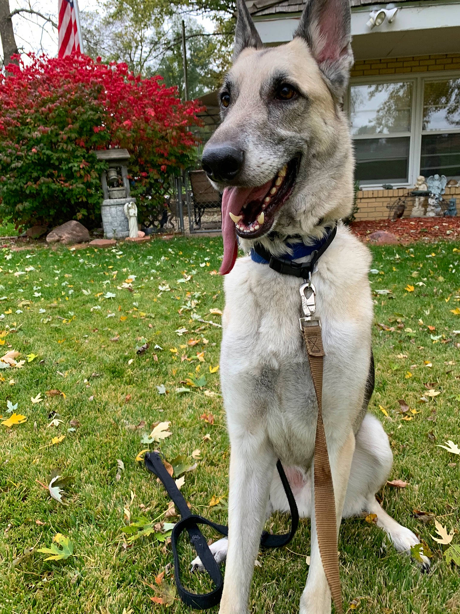 Gunner joined the competition — help win amazing prizes! canidae, carnivore, dog, dog_breed, fawn, mammal, rare_breed_dog, snout, vertebrate