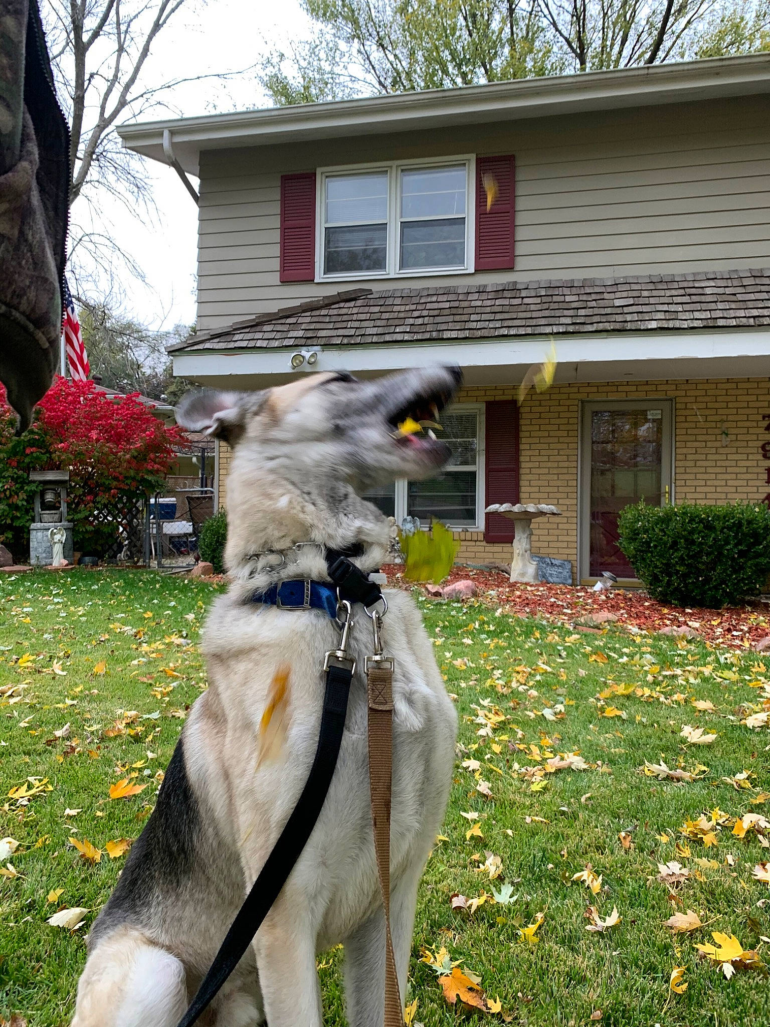 Gunner is registered to the contest to win money with this photo: canidae, carnivore, czechoslovakian_wolfdog, dog, dog_breed, fawn, home, hortaya_borzaya, house, jamthund, lurcher, mammal, northern_inuit_dog, polish_greyhound, saarloos_wolfdog, siberian_husky, tree, vertebrate, wolfdog, yard