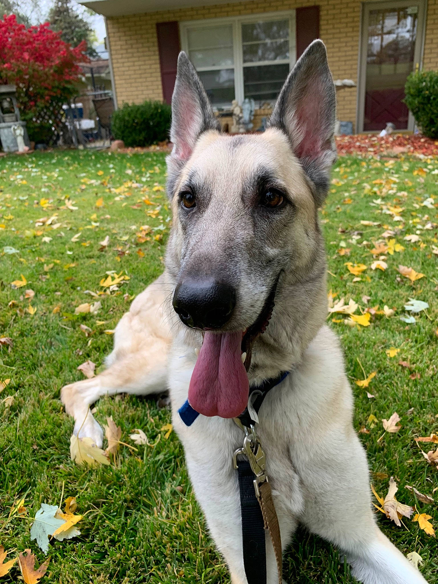 Gunner joined the competition — help win amazing prizes! canidae, carnivore, dog, dog_breed, fawn, german_shepherd_dog, mammal, rare_breed_dog, snout, vertebrate