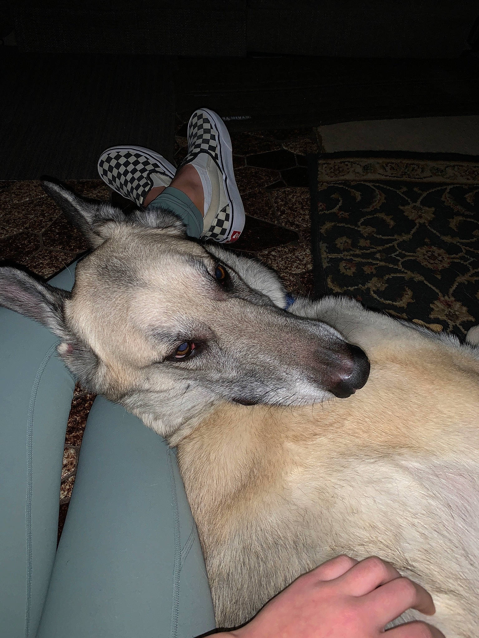 Gunner joined the competition — help win amazing prizes! canidae, carnivore, dog, dog_breed, ear, fawn, galgo_espanol, greyhound, hortaya_borzaya, italian_greyhound, lurcher, mammal, polish_greyhound, sighthound, silken_windhound, sloughi, snout, vertebrate, whippet, whiskers