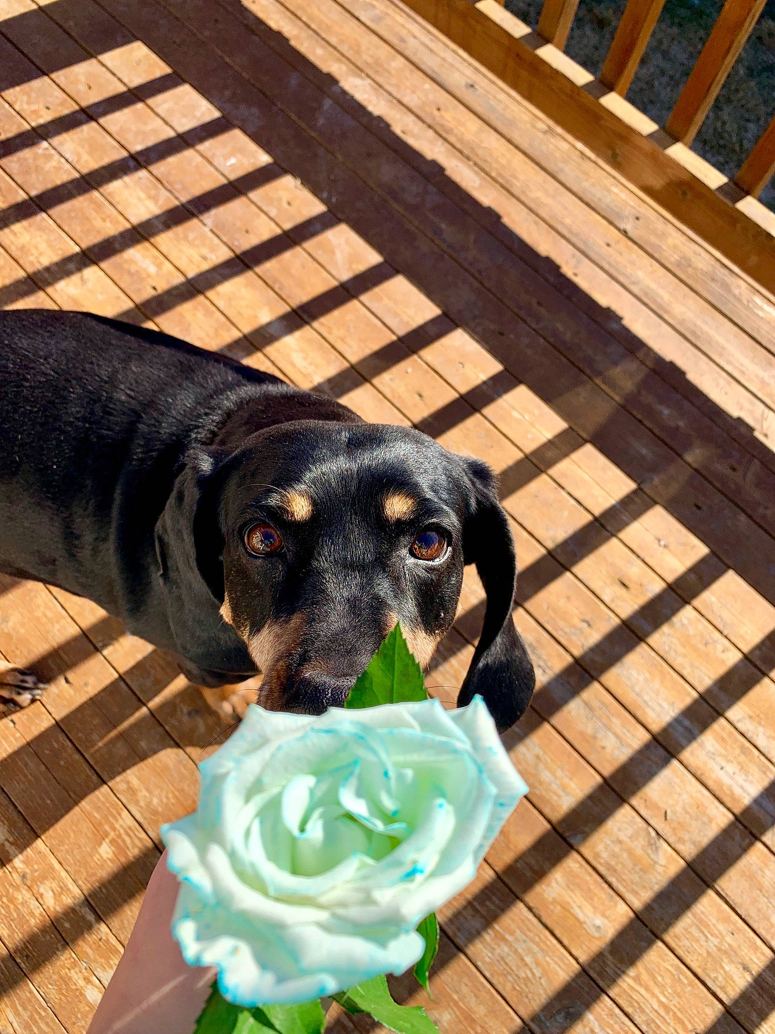 Tessa is registered to the contest to win money with this photo: canidae, carnivore, collar, dachshund, dog, dog_breed, dog_collar, hound, hunting_dog, puppy, snout, sporting_group