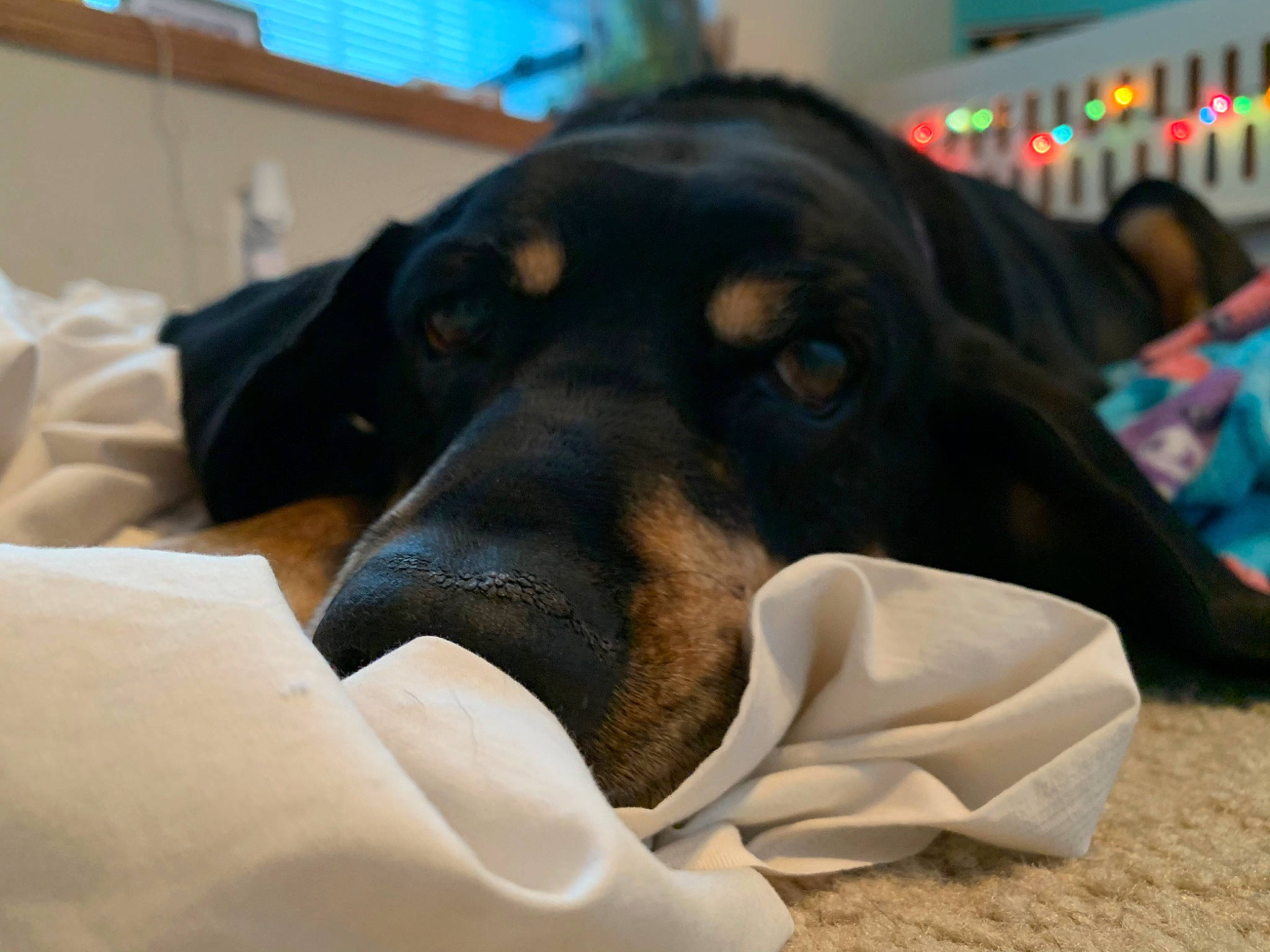 Tessa is registered to the contest to win money with this photo: austrian_black_and_tan_hound, canidae, carnivore, companion_dog, coonhound, dachshund, dobermann, dog, dog_breed, ear, guard_dog, huntaway, hunting_dog, nose, pinscher, polish_hunting_dog, rare_breed_dog, snout, sporting_group, working_dog