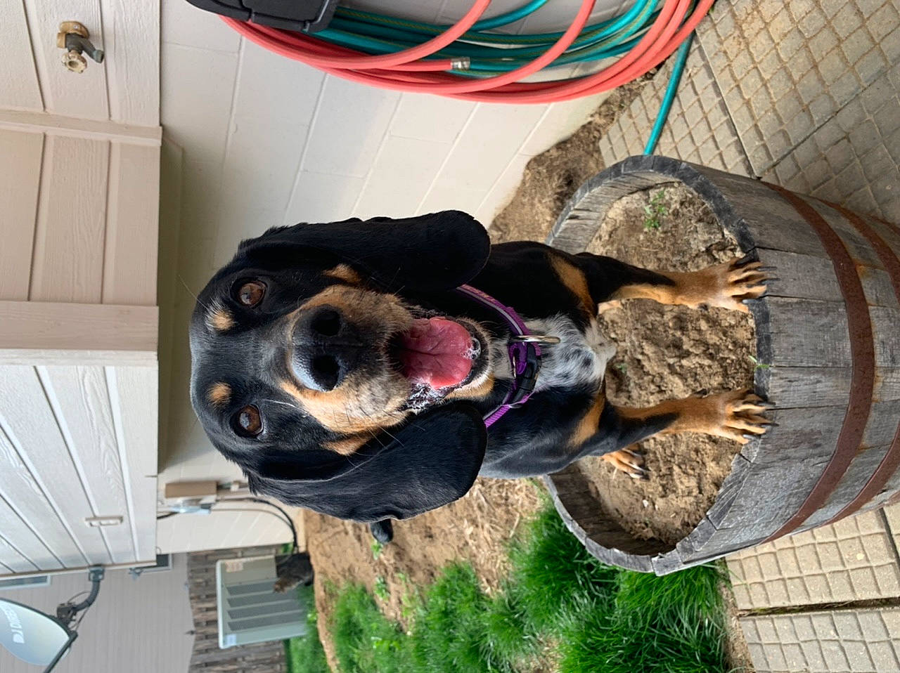 Tessa joined the competition — help win amazing prizes! bluetick_coonhound, canidae, carnivore, dog, dog_breed, guard_dog, rottweiler, sporting_group