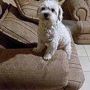 Coco is registered to the contest to win money with this photo: animal, carpet, couch, cozy, curious, cute, dog, ears, fluffy, furniture, home, indoor, living_room, looking, paw, pet, seat, small_dog, tile_floor, white_dog