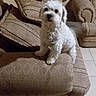 animal, carpet, couch, cozy, curious, cute, dog, ears, fluffy, furniture, home, indoor, living_room, looking, paw, pet, seat, small_dog, tile_floor, white_dog