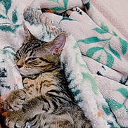 Dolly joined the competition — help win amazing prizes! kitten, tabby, cat, sleeping, blanket, cozy, fur, pet, domestic_animal, indoor, resting, cute, animal, soft, patterned_blanket, relaxed, paw, whiskers, feline, nap