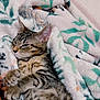 kitten, tabby, cat, sleeping, blanket, cozy, fur, pet, domestic_animal, indoor, resting, cute, animal, soft, patterned_blanket, relaxed, paw, whiskers, feline, nap