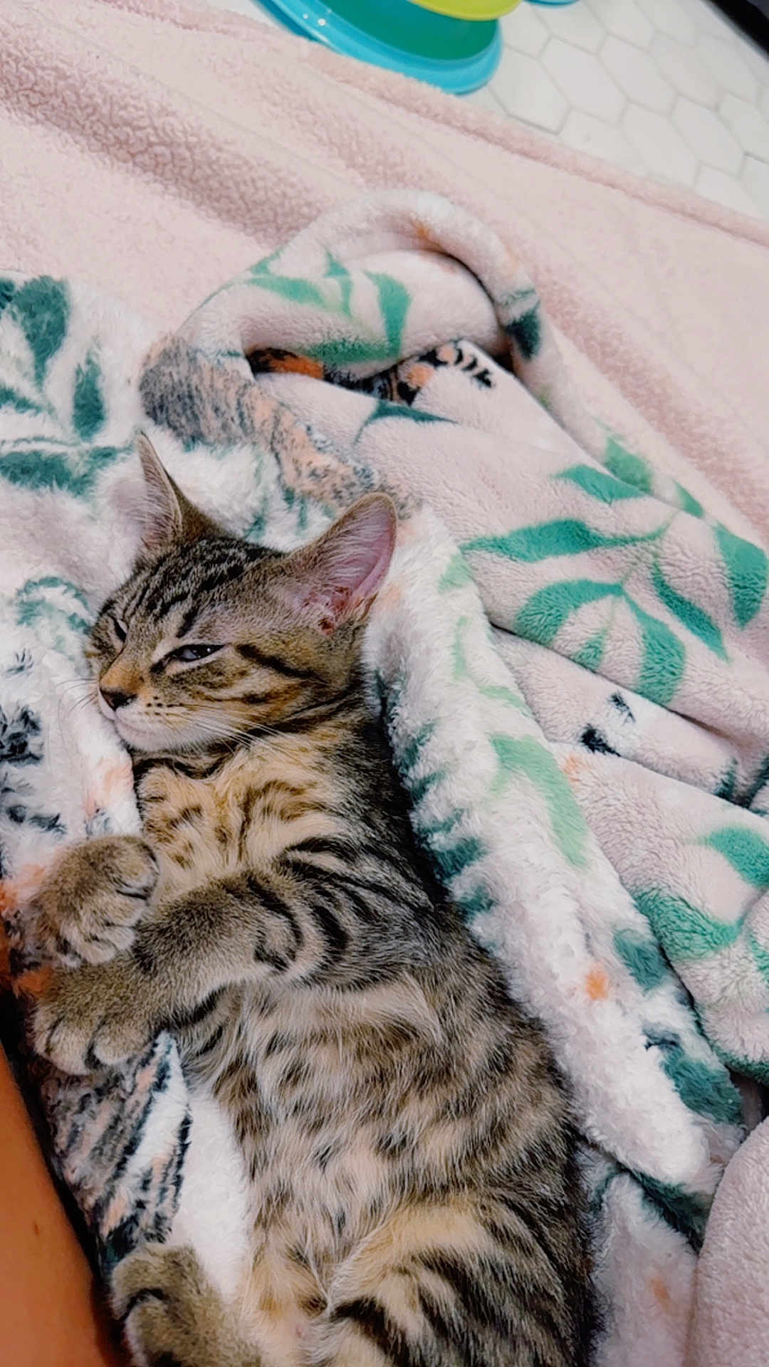 Dolly joined the competition — help win amazing prizes! kitten, tabby, cat, sleeping, blanket, cozy, fur, pet, domestic_animal, indoor, resting, cute, animal, soft, patterned_blanket, relaxed, paw, whiskers, feline, nap