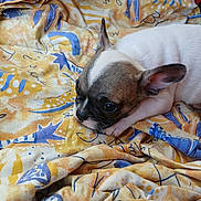 Belle a rejoint le concours — aidez-le/la à gagner de superbes lots ! puppy, dog, animal, pet, blanket, pattern, colorful, fabric, cute, ears, lying_down, resting, closeup, cozy, indoor, small_dog, fur, expression, portrait, young
