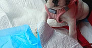 Belle participe au concours pour gagner de l'argent avec cette photo : adorable, animal, blanket, companion, cute, dog, domestic_animal, ears, face, french_bulldog, fur, indoor, looking_at_camera, pee_pad, pet, pink_harness, puppy, sitting, small_dog, young_dog