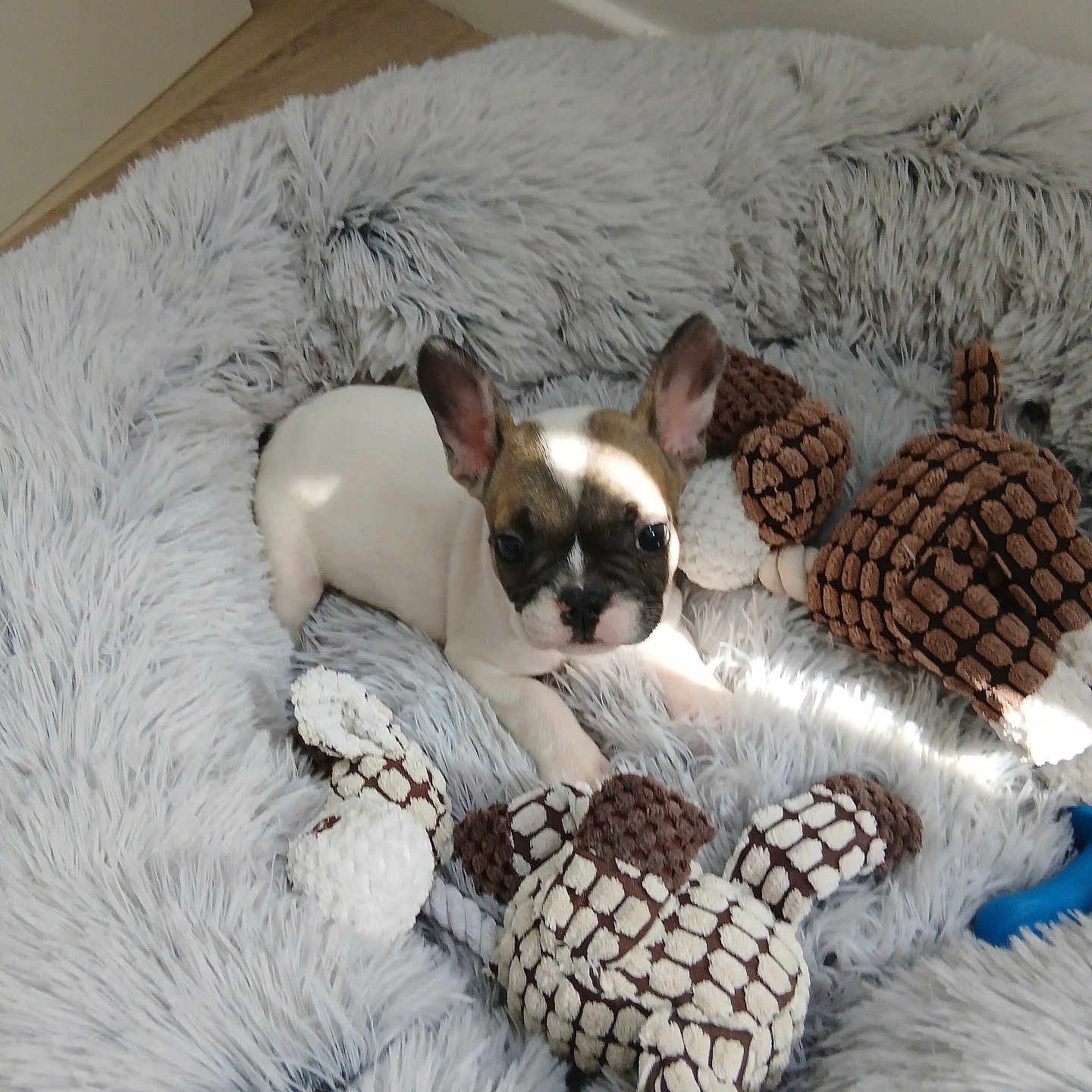 Belle a rejoint le concours — aidez-le/la à gagner de superbes lots ! puppy, french_bulldog, dog, bed, plush_toys, stuffed_animals, gray_bed, fluffy, indoor, sunlight, curious, ears, small, pet, cute, resting, soft, comfort, animal, young