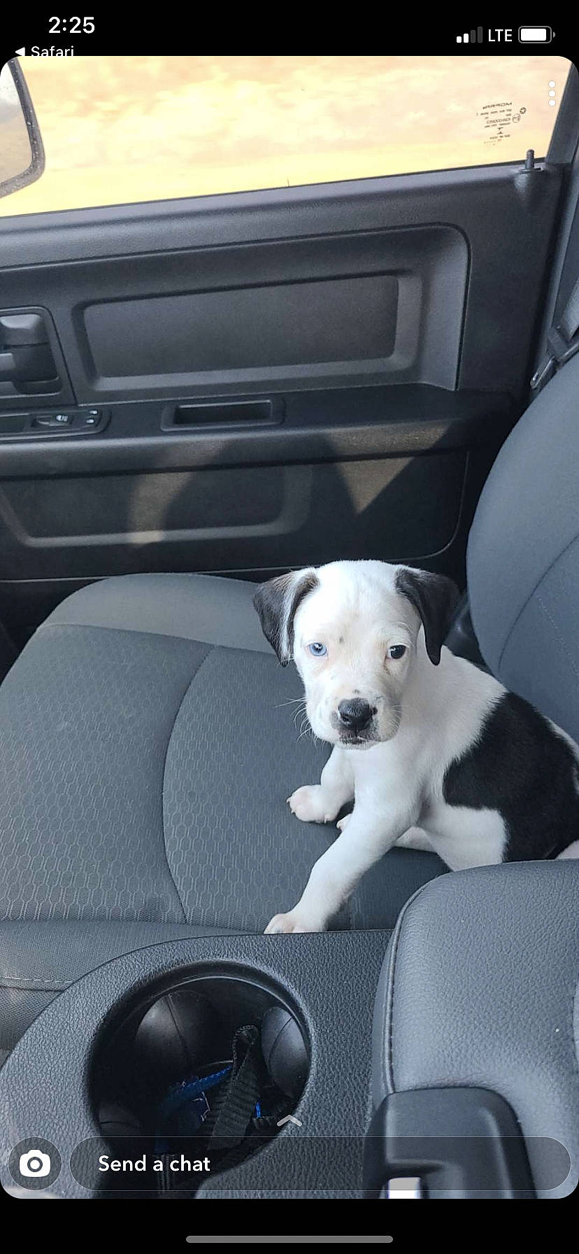 Trigger joined the competition — help win amazing prizes! auto_part, automotive_design, automotive_exterior, black, car, car_seat, car_seat_cover, carnivore, collar, comfort, companion_dog, dog, dog_breed, fawn, motor_vehicle, personal_luxury_car, snout, vehicle, vehicle_door, white