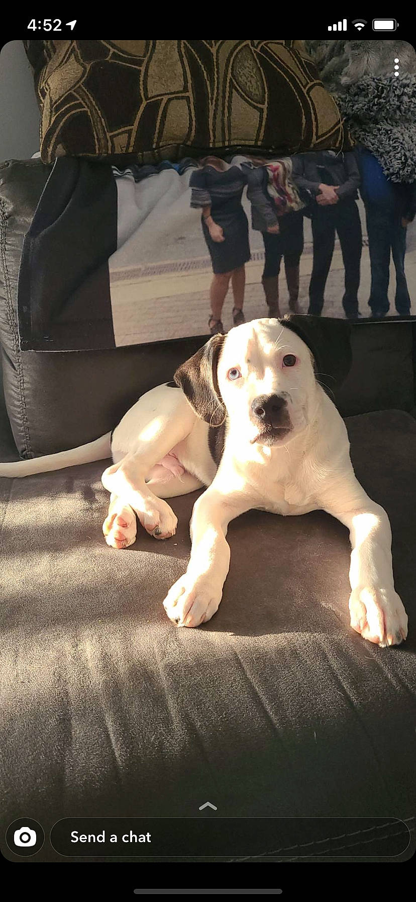 Trigger is registered to the contest to win money with this photo: ball, canidae, carnivore, comfort, companion_dog, couch, dog, dog_breed, fawn, flash_photography, flooring, foot, fur, guard_dog, knee, retriever, sitting, snout, sporting_group, working_animal