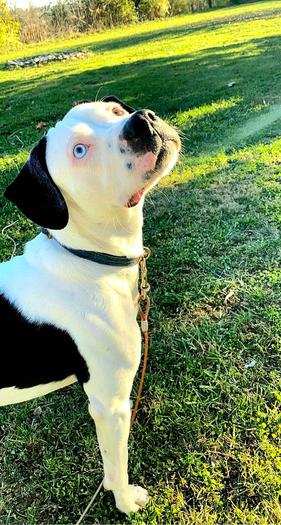 Trigger is registered to the contest to win money with this photo: canidae, carnivore, collar, companion_dog, dog, dog_breed, dog_collar, dog_supply, fashion_accessory, fawn, grass, groundcover, lawn, leash, pet_supply, plant, snout, sporting_group, tail, working_animal