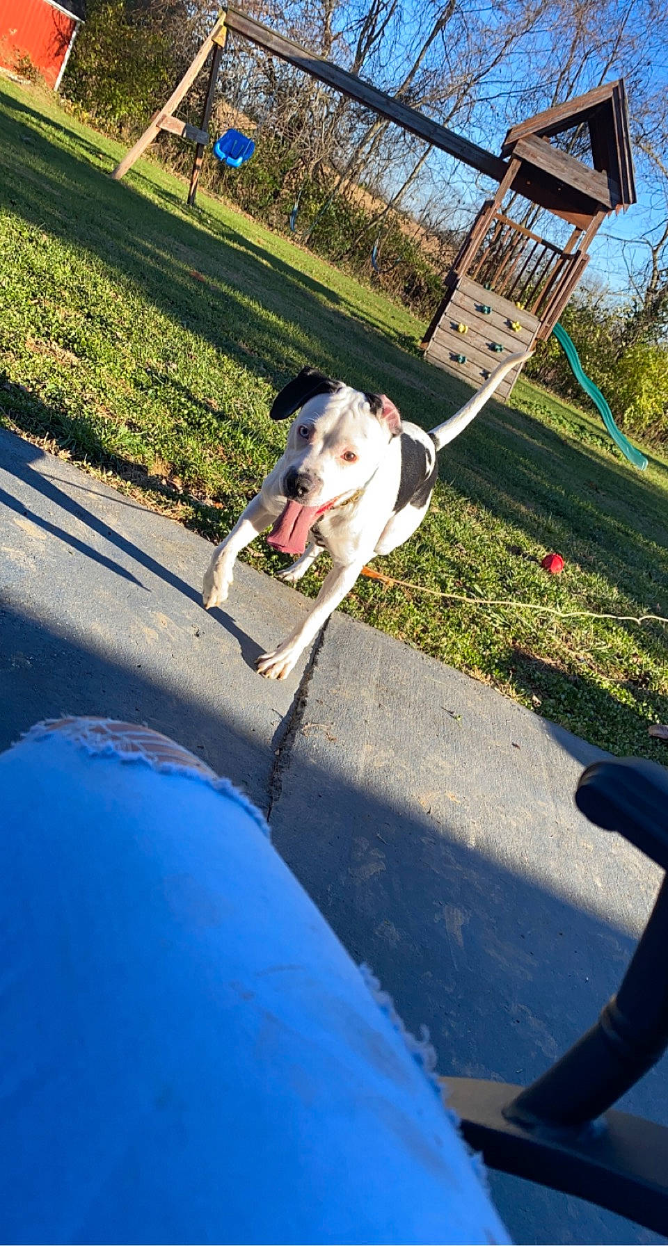 Trigger joined the competition — help win amazing prizes! asphalt, carnivore, collar, companion_dog, dog, dog_breed, dog_collar, fawn, grass, leash, leisure, line, outdoor_play_equipment, plant, recreation, shade, sky, sporting_group, tail, tree