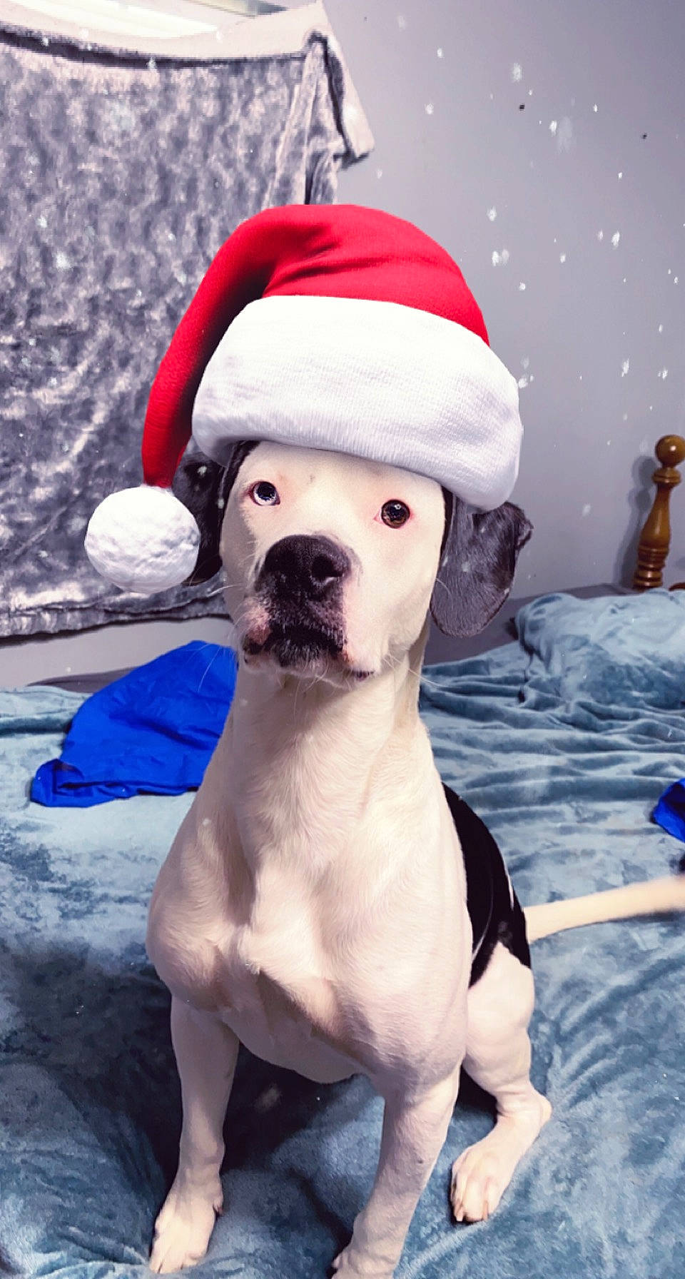 Trigger is registered to the contest to win money with this photo: canidae, carmine, carnivore, collar, companion_dog, dog, dog_breed, dog_collar, dog_supply, event, fawn, freezing, fur, hat, pet_supply, snout, snow, sporting_group, winter, working_animal