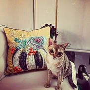 Maryanne Rutledge is registered to the contest to win money with this photo: animal, cat, couch, cozy, curious, decor, embroidery, eyes, flower, furniture, home, indoor, lamp, pet, pillow, pumpkin, sitting, soft, tail, whiskers