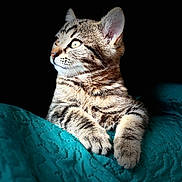Athena participe au concours pour gagner de l'argent avec cette photo : cat, tabby, pet, animal, feline, whiskers, fur, paw, blanket, teal, texture, portrait, indoor, closeup, looking_away, resting, cute, domestic, cute_pet, animal_portrait