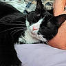 Rune joined the competition — help win amazing prizes! cat, black_and_white_cat, pet, sleeping, resting, whiskers, feline, fur, close_up, domestic_animal, indoor, human_arm, blanket, soft_fabric, relaxation, cozy, nap, animal, cute, companion