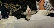 Rune is registered to the contest to win money with this photo: cat, black_and_white_cat, blanket, striped_shirt, person, hands, indoor, furniture, cozy, relaxing, resting, soft_texture, whiskers, pink_nose, domestic_animal, pet, home, sleepy, warm, comfort