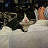 cat, black_and_white_cat, blanket, striped_shirt, person, hands, indoor, furniture, cozy, relaxing, resting, soft_texture, whiskers, pink_nose, domestic_animal, pet, home, sleepy, warm, comfort