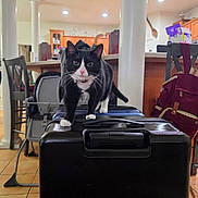 Rune is registered to the contest to win money with this photo: cat, black_and_white, suitcase, kitchen, chair, person, headphones, backpack, tile_floor, furniture, cabinet, indoor, pet, domestic, curious, walking, counter, lighting, home, relaxed