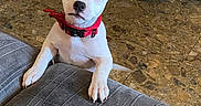 Aïzen a rejoint le concours — aidez-le/la à gagner de superbes lots ! puppy, dog, white_dog, tan_markings, black_eye_patch, portrait, sitting, couch, indoor, home, pet, collar, red_collar, playpen, toy, floor, wooden_furniture, adorable, looking_at_camera, close_up