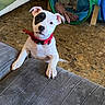 puppy, dog, white_dog, tan_markings, black_eye_patch, portrait, sitting, couch, indoor, home, pet, collar, red_collar, playpen, toy, floor, wooden_furniture, adorable, looking_at_camera, close_up