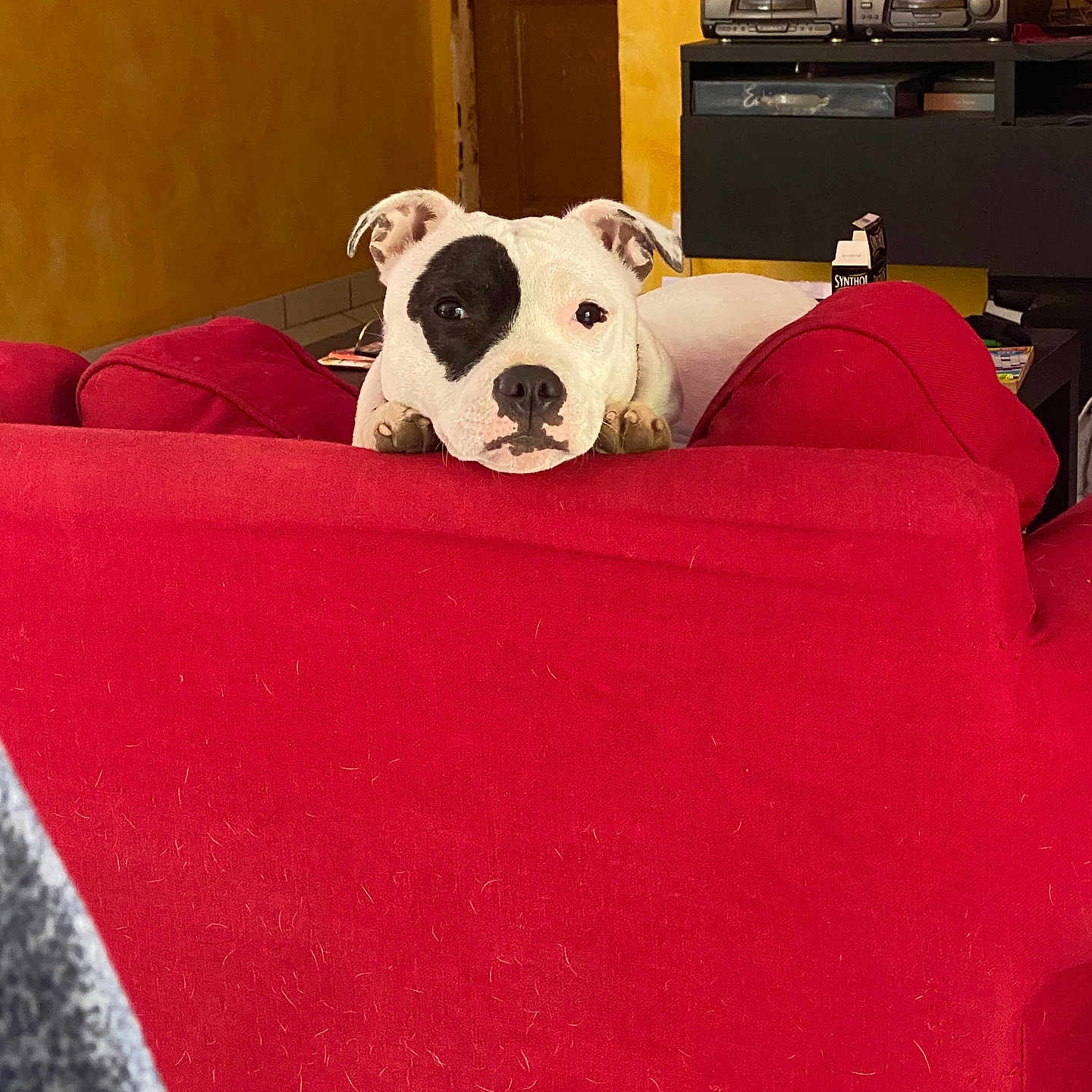Aïzen participe au concours pour gagner de l'argent avec cette photo : dog, puppy, white_dog, black_markings, eye_patch, face, portrait, indoors, living_room, couch, red_couch, furniture, home, door, television, stereo, cute, looking_at_camera, resting, pet