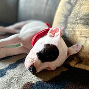 Aïzen a rejoint le concours — aidez-le/la à gagner de superbes lots ! dog, puppy, sleeping, lying_down, white_fur, black_patch, red_collar, pet, animal, close_up, portrait, indoors, blanket, couch, cozy, relaxed, resting, soft_lighting, patterned_fabric, cute
