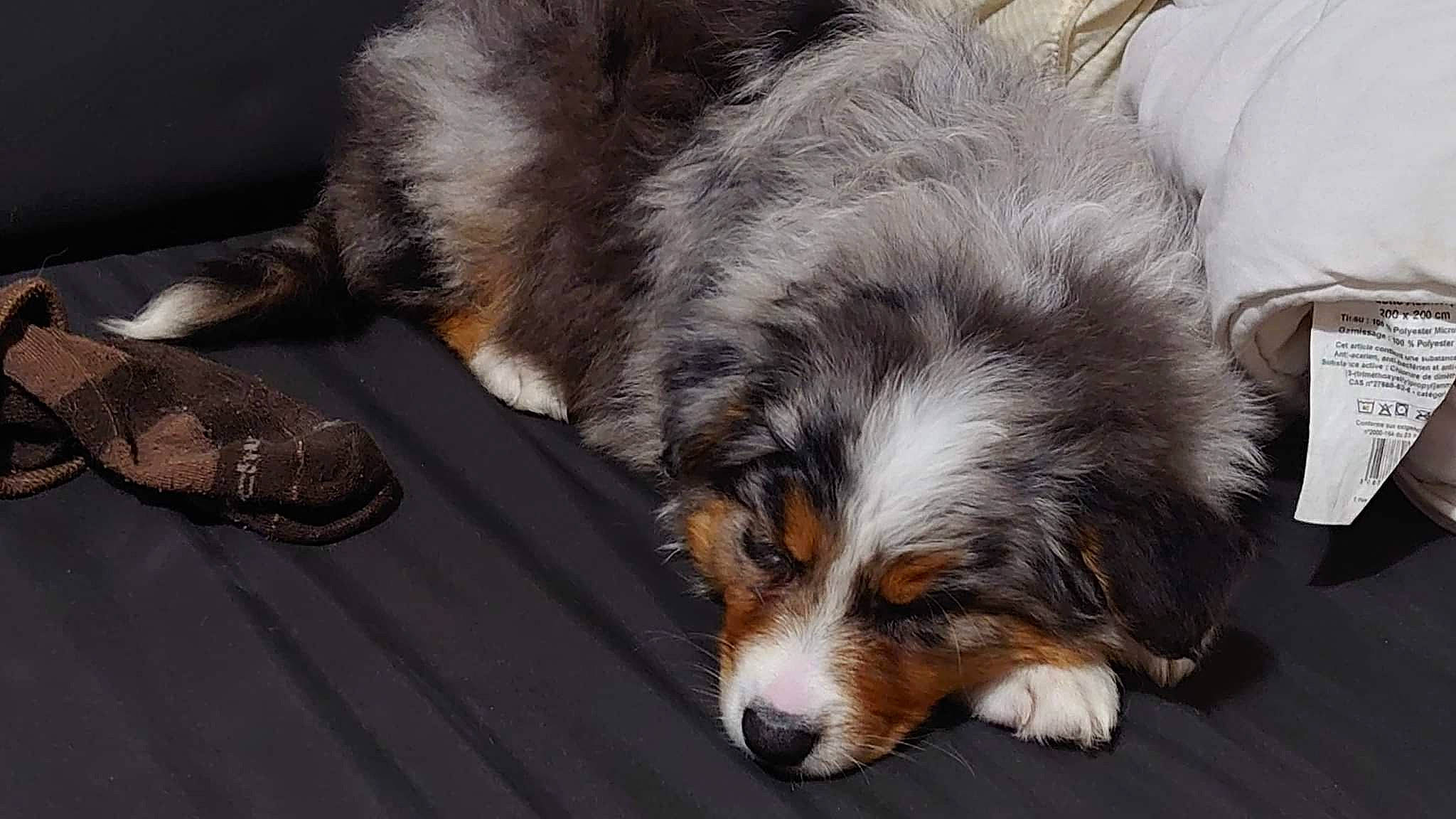 Roxane participe au concours pour gagner de l'argent avec cette photo : canidae, carnivore, claw, comfort, companion_dog, dog, dog_breed, fur, hair, natural_material, paw, snout, sporting_group, tail, terrestrial_animal, whiskers, working_dog