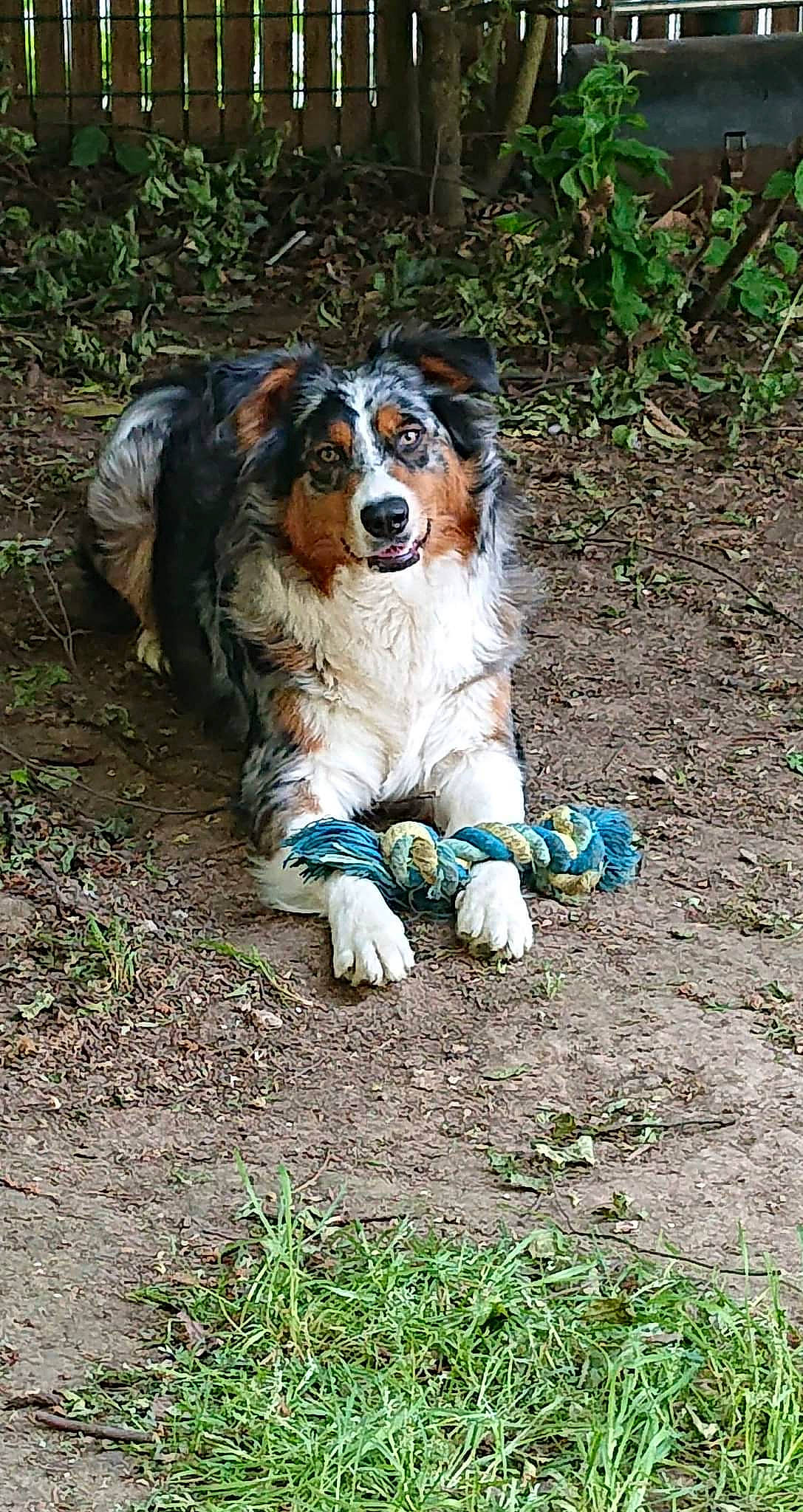 Roxane participe au concours pour gagner de l'argent avec cette photo : canidae, carnivore, companion_dog, dog, dog_breed, fawn, grass, nature, plant, soil, sporting_group, terrestrial_animal, toy, working_dog
