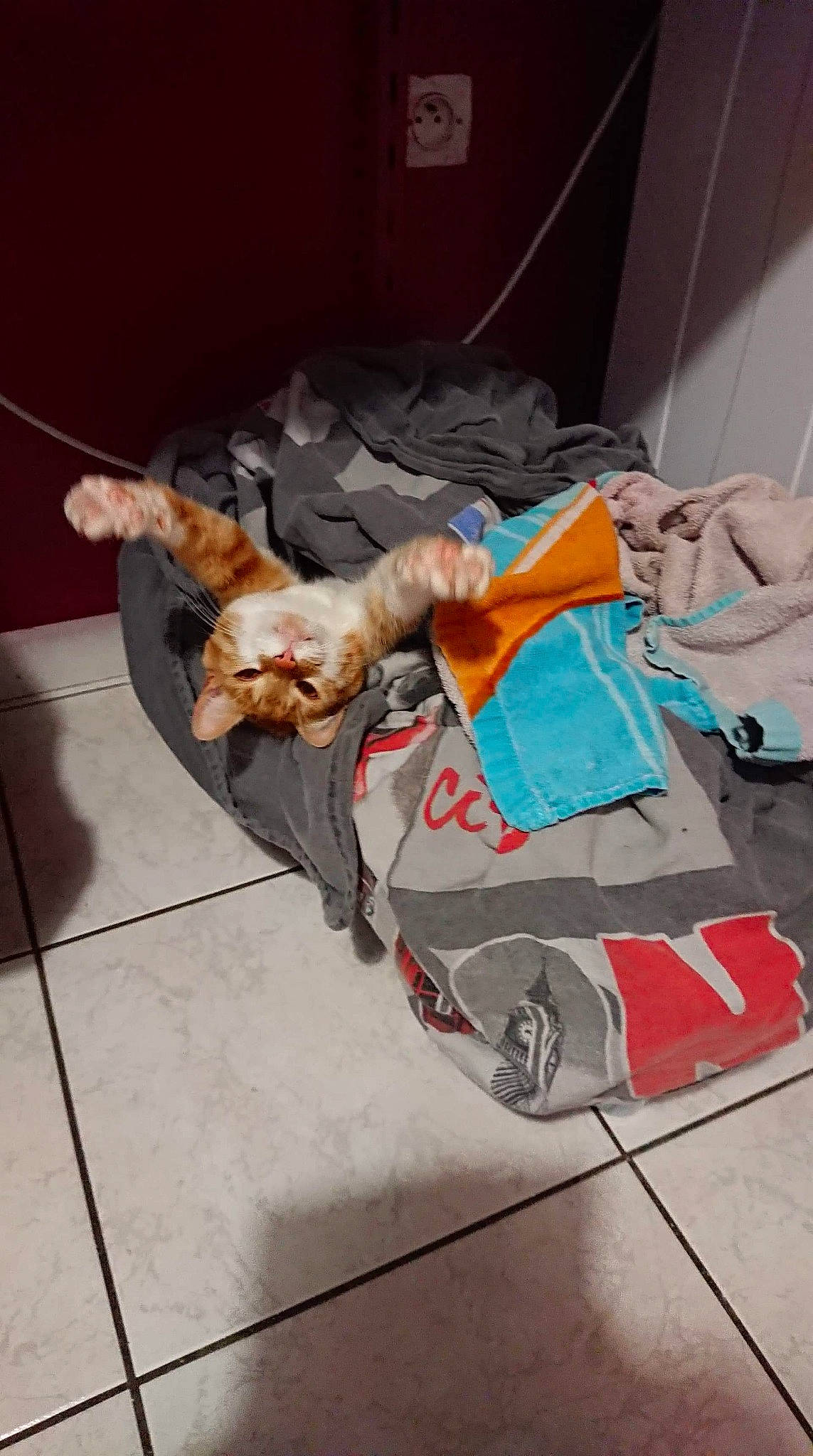 Mm'S participe au concours pour gagner de l'argent avec cette photo : canidae, carnivore, cat, dog, dog_breed, sporting_group