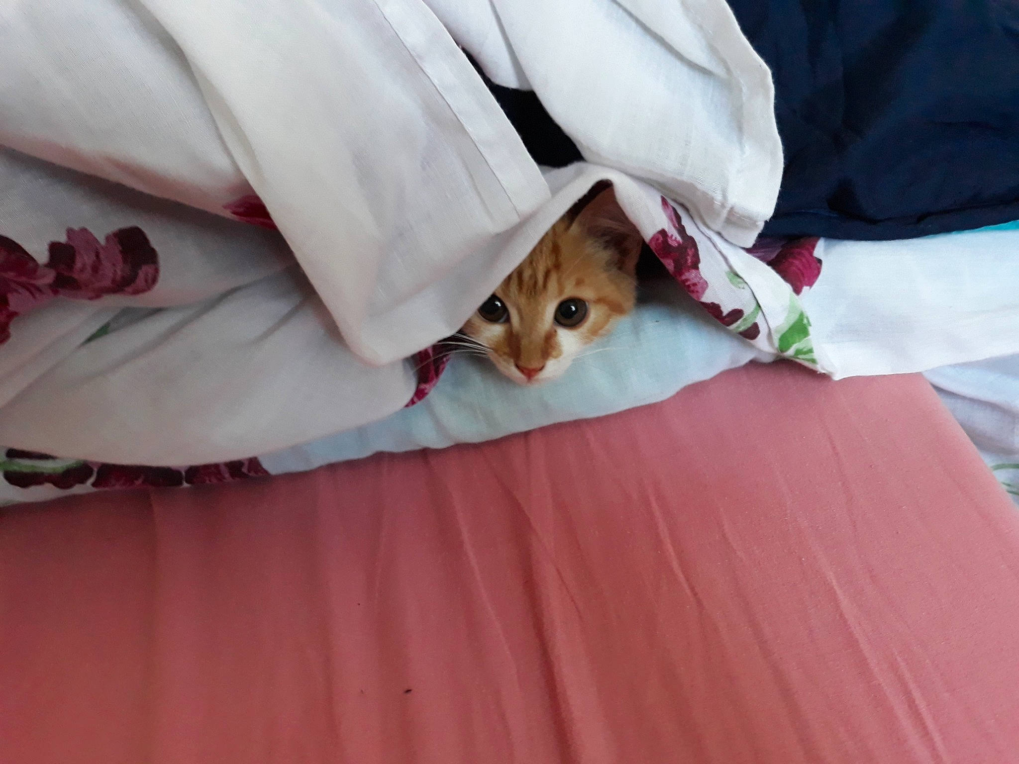 Mm'S participe au concours pour gagner de l'argent avec cette photo : carnivore, cat, felidae, hand, kitten, linens, singapura, small_to_medium_sized_cats, whiskers, white