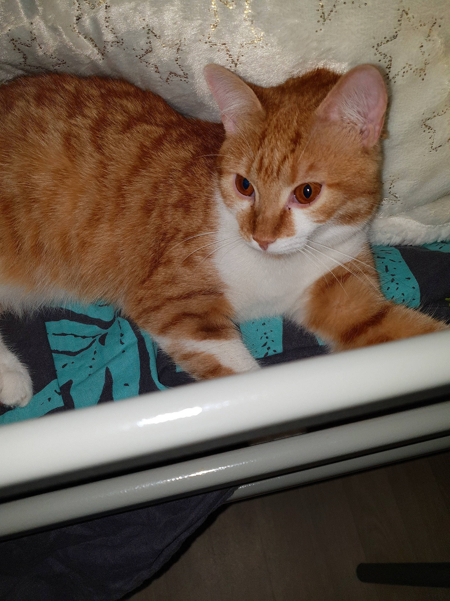 Mm'S a rejoint le concours — aidez-le/la à gagner de superbes lots ! aegean_cat, american_shorthair, arabian_mau, asian, australian_mist, carnivore, cat, domestic_short_haired_cat, european_shorthair, eye, fawn, felidae, fur, german_rex, kitten, mammal, ojos_azules, small_to_medium_sized_cats, tabby_cat, whiskers