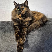Kajou participe au concours pour gagner de l'argent avec cette photo : animal, cat, closeup, couch, domestic, ears, feline, fluffy, fur, gray, indoor, mammal, pet, portrait, relaxed, resting, stretching, tail, tortoiseshell, whiskers