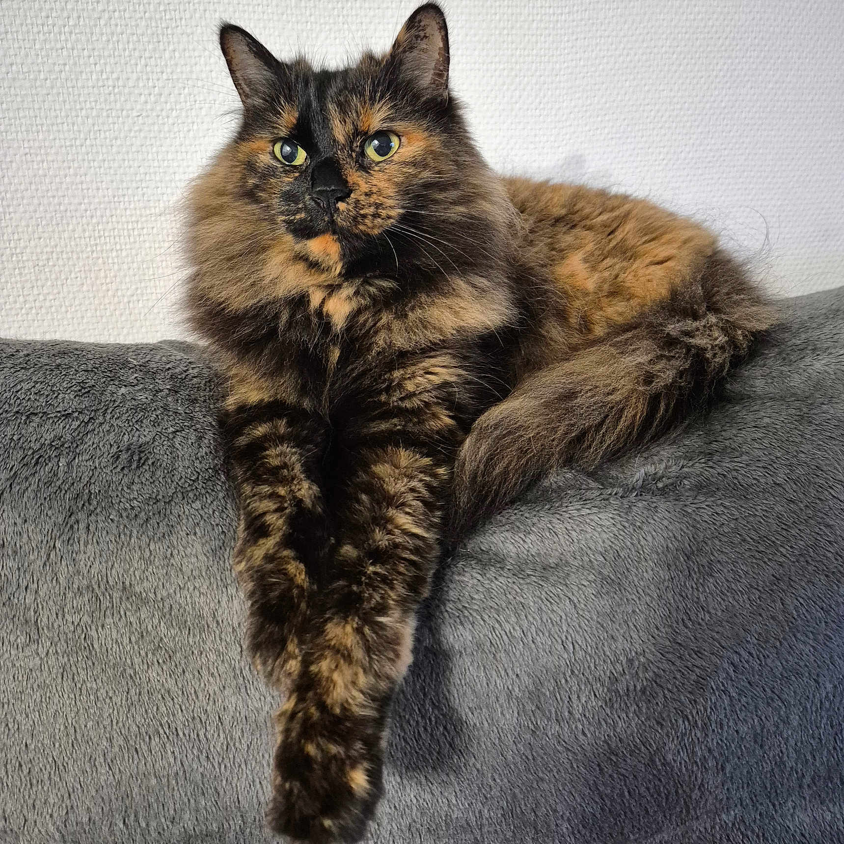 Kajou participe au concours pour gagner de l'argent avec cette photo : animal, cat, closeup, couch, domestic, ears, feline, fluffy, fur, gray, indoor, mammal, pet, portrait, relaxed, resting, stretching, tail, tortoiseshell, whiskers