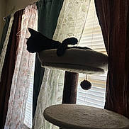 Sweetie-Pye joined the competition — help win amazing prizes! animal, black_cat, blinds, cat, cat_tree, curtains, decor, domestic_animal, feline, home, indoor, perch, pet, relaxing, shadows, silhouette, soft_furniture, sunlight, toy_ball, window