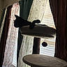 animal, black_cat, blinds, cat, cat_tree, curtains, decor, domestic_animal, feline, home, indoor, perch, pet, relaxing, shadows, silhouette, soft_furniture, sunlight, toy_ball, window