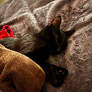 Sweetie-Pye is registered to the contest to win money with this photo: bed, black_cat, blanket, brown_blanket, cat, close_up, cozy, ear, fur, gray_bedspread, indoor, nighttime, paw, pet, plush, red_cloth, resting, sleeping, soft_texture, whiskers