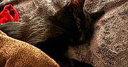 Sweetie-Pye is registered to the contest to win money with this photo: bed, black_cat, blanket, brown_blanket, cat, close_up, cozy, ear, fur, gray_bedspread, indoor, nighttime, paw, pet, plush, red_cloth, resting, sleeping, soft_texture, whiskers