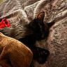 bed, black_cat, blanket, brown_blanket, cat, close_up, cozy, ear, fur, gray_bedspread, indoor, nighttime, paw, pet, plush, red_cloth, resting, sleeping, soft_texture, whiskers