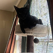 Sweetie-Pye is registered to the contest to win money with this photo: black_cat, cat_tree, indoor, window, curtains, sheer_curtains, drapes, sunlight, silhouette, pet, feline, resting, cozy, home, animal, shadow, soft_light, relaxation, furniture, domestic