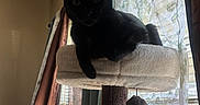 Sweetie-Pye is registered to the contest to win money with this photo: animal, black_cat, cat_tree, cozy, curtains, domestic, drapes, feline, furniture, home, indoor, pet, relaxation, resting, shadow, sheer_curtains, silhouette, soft_light, sunlight, window